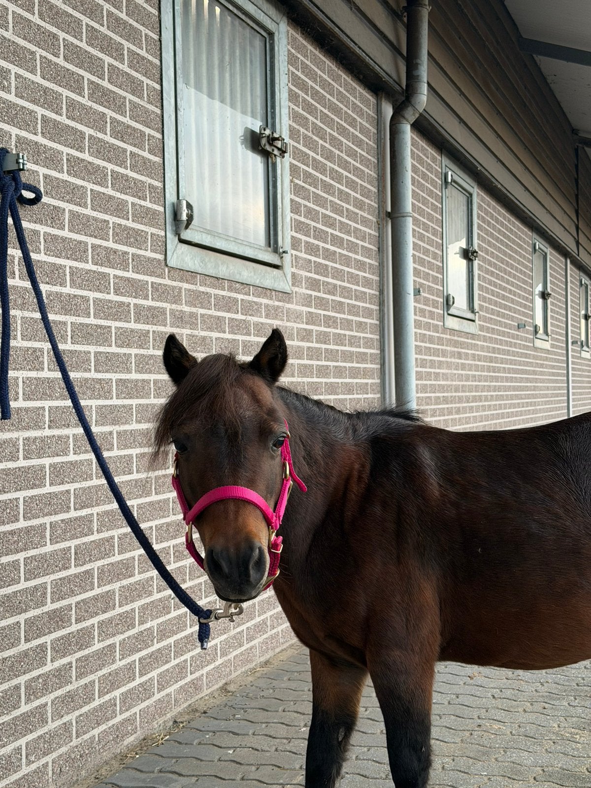 Amha, Nmprs, Amhr, Merrie 2010 te koop, Dieren en Toebehoren, Merrie