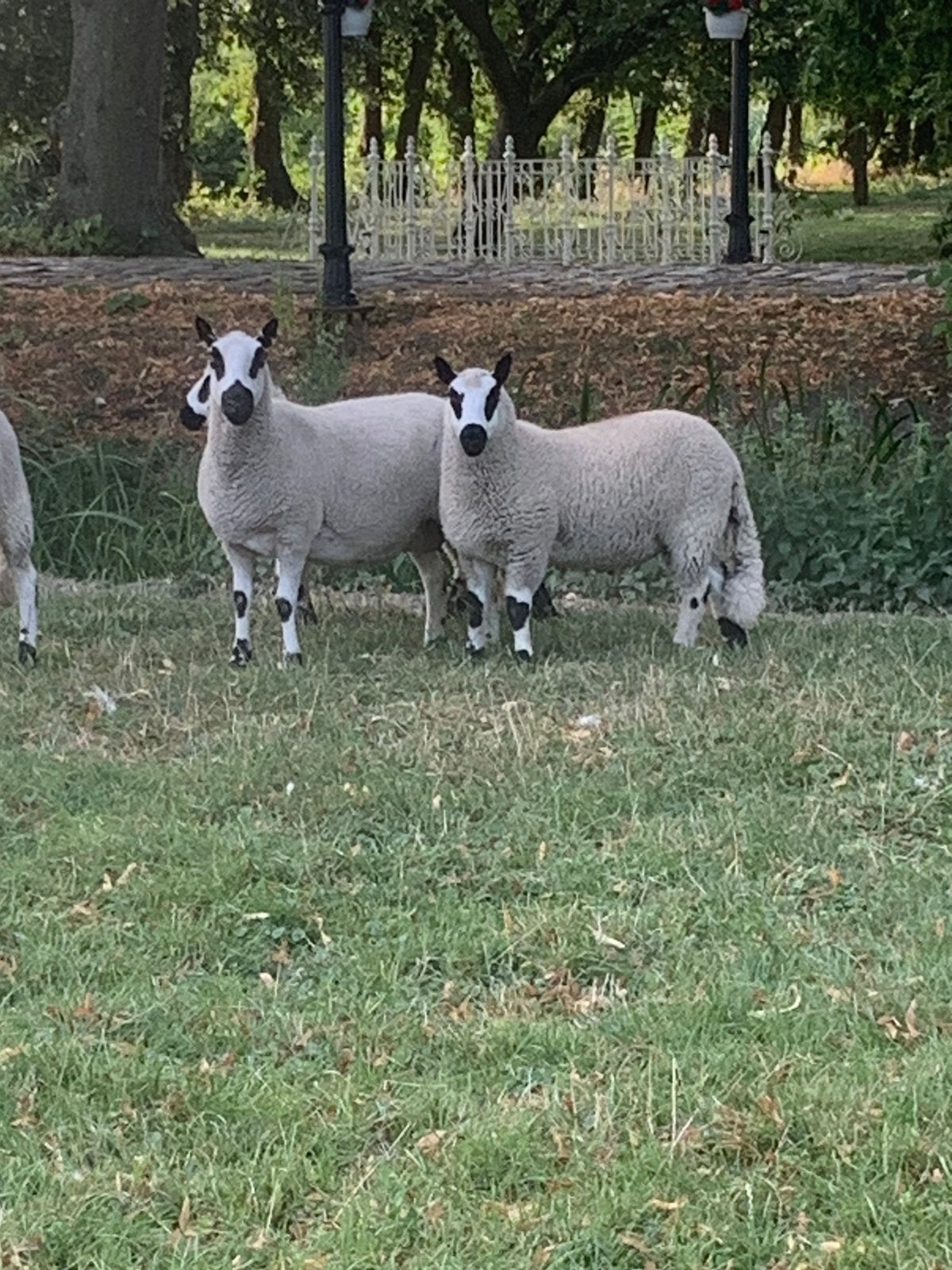 Kerry Hill ram, 0 tot 2 jaar