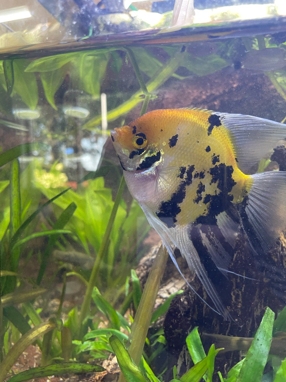 Volwassen koi/goudmarmer maanvis – gezond – ca. 8 cm, Dieren en Toebehoren, Vis