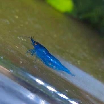 Neocaridina garnalen blue dream Orange eye, Dieren en Toebehoren, Kreeft, Krab of Garnaal