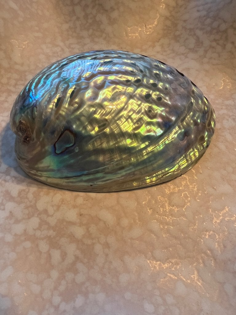 Prachtige Grote Abalone / Pāua Schelp (Gepolijst), Ophalen of Verzenden, Schelp(en)