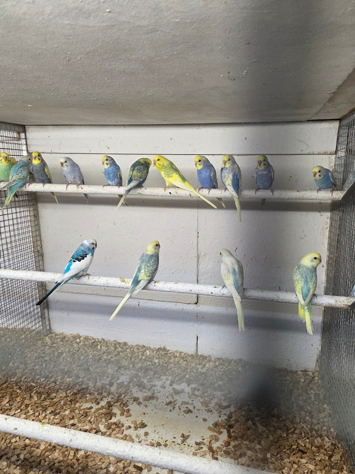regenboog grasparkieten, Meerdere dieren, Parkiet