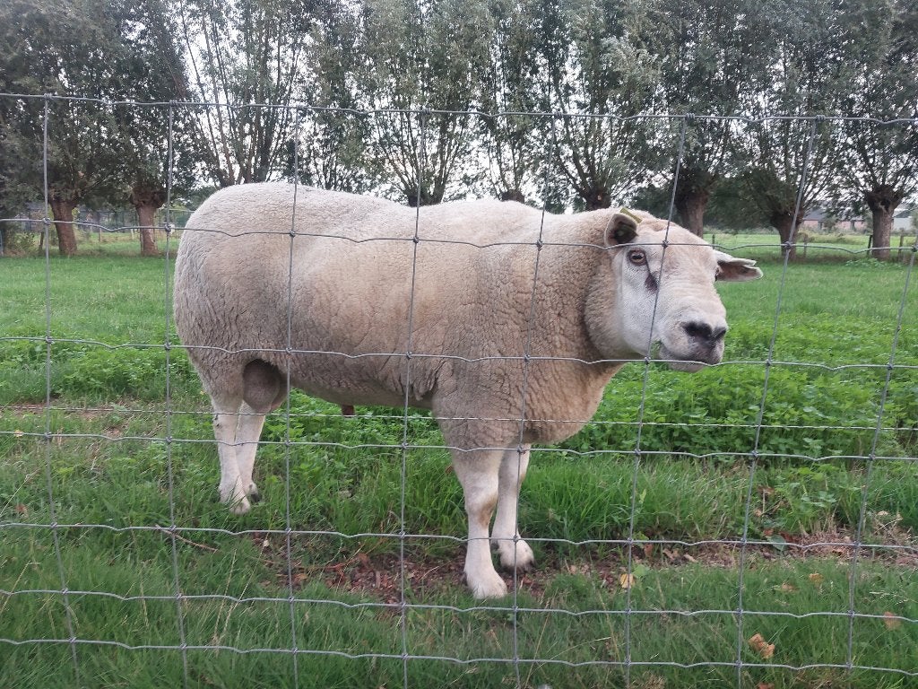 ram, Mannelijk, Schaap