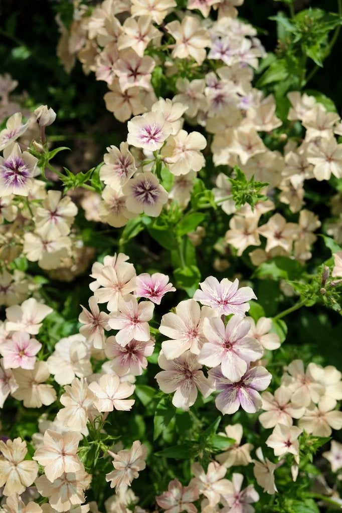 Zaden Phlox drummondii Creme brulee, Ophalen of Verzenden, Volle zon