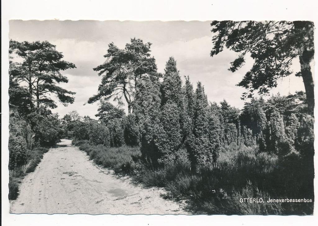 Otterlo - Jeneverbessenbos [003-6034, Ophalen of Verzenden, 1960 tot 1980, Gelopen, Gelderland