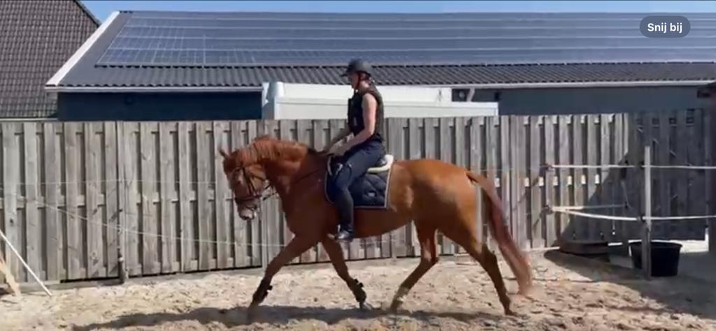 Mooie grote vos merrie, Merrie, Met stamboom, Zadelmak, Recreatiepaard