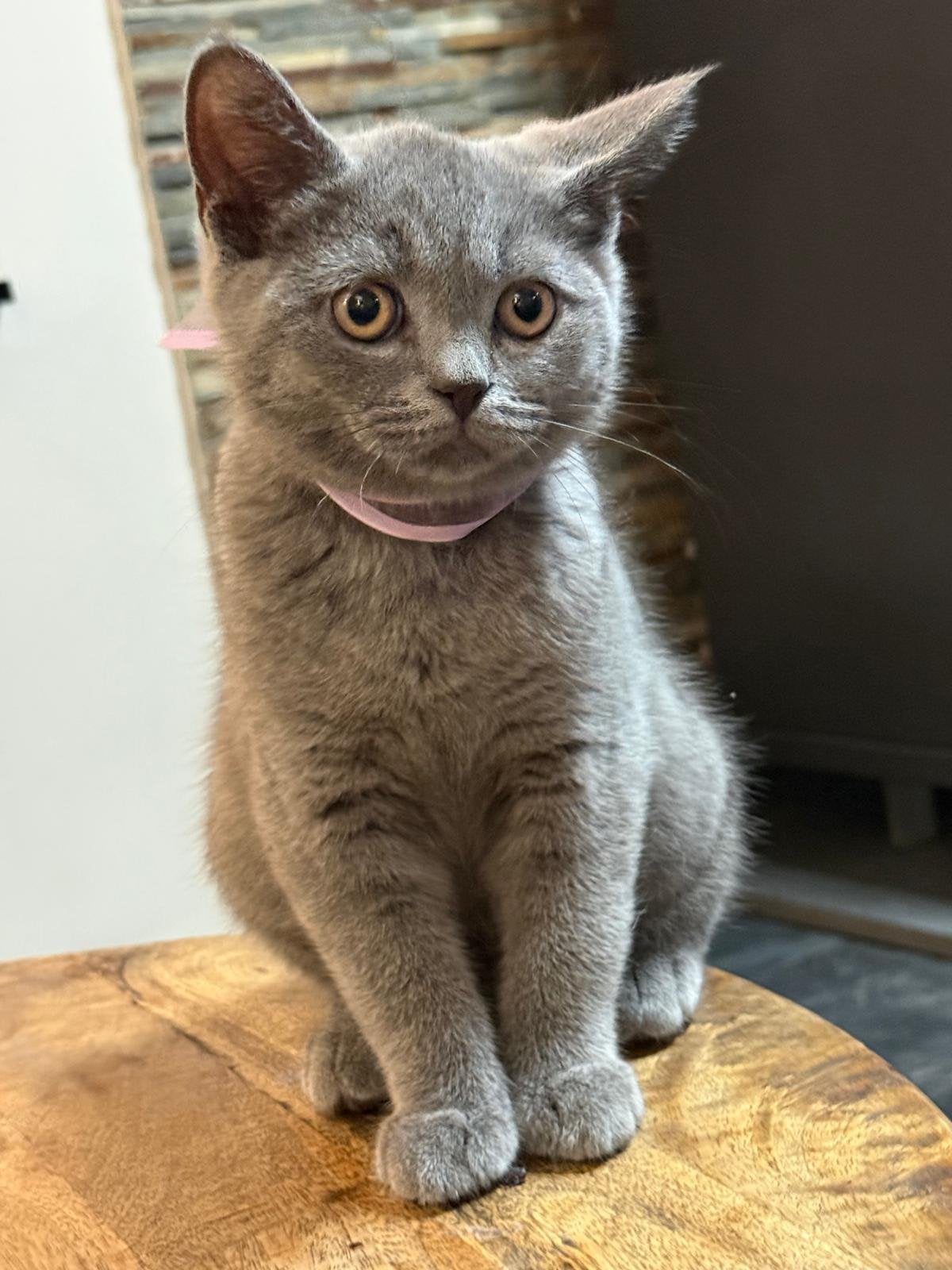 Britse korthaar kittens, Kater, Kortharig, 0 tot 2 jaar