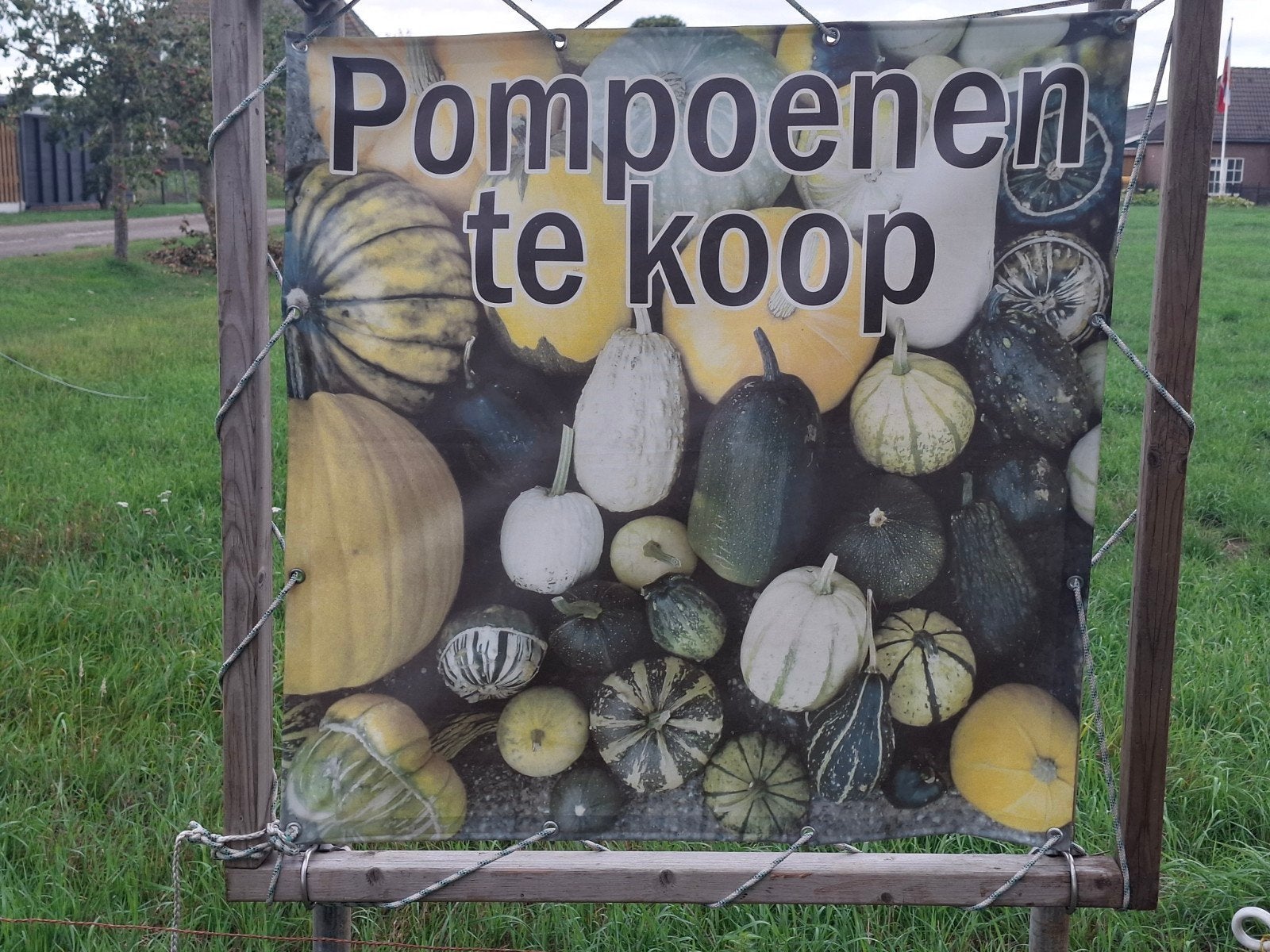 Pompoenen en Kalebassen in diverse soorten en maten, Ophalen, Eenjarig, Groenteplanten, Volle zon