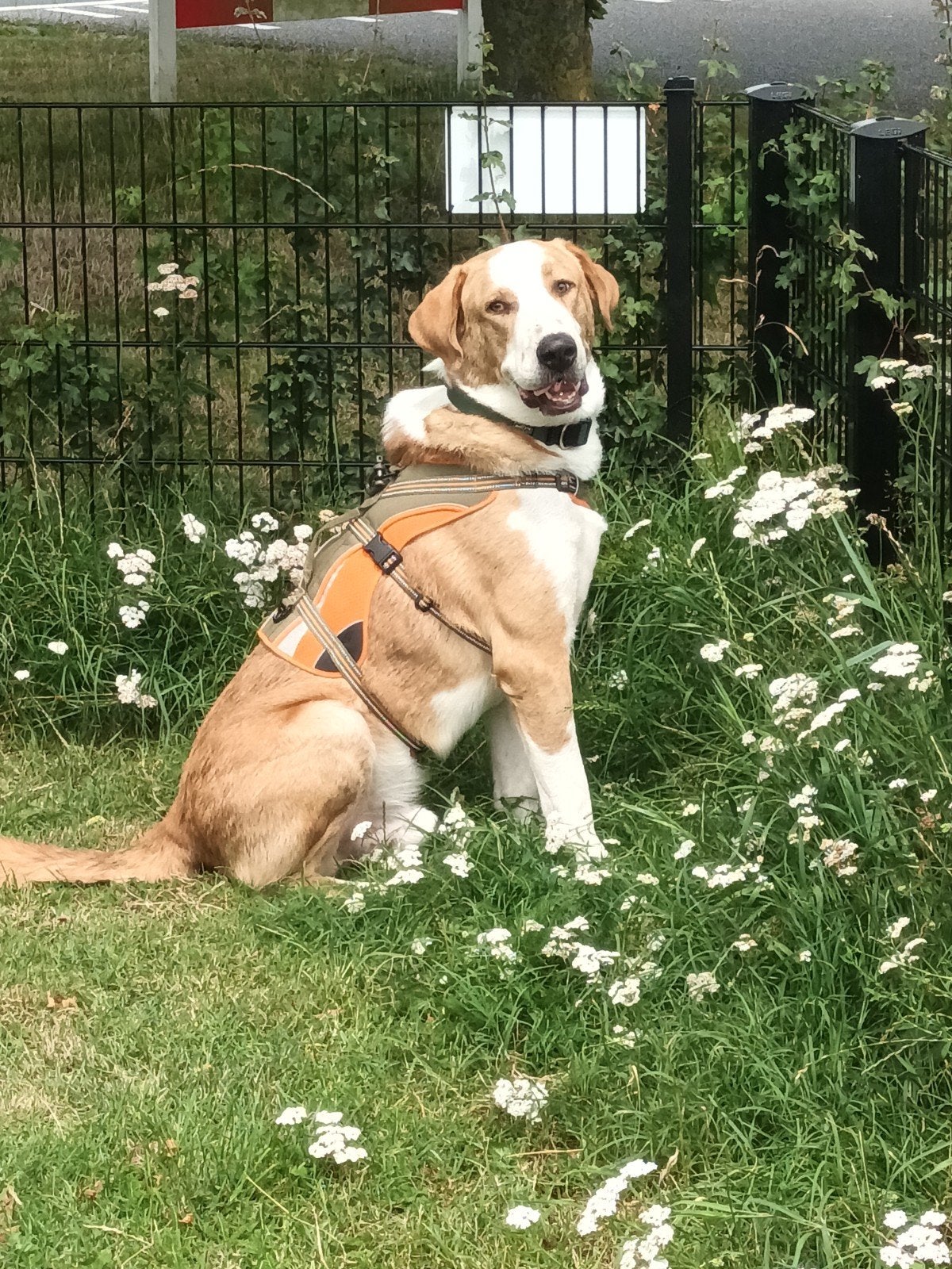 Big een prachtige Alabai SPOED!!!, Reu, 1 tot 2 jaar, Eén hond, Nederland
