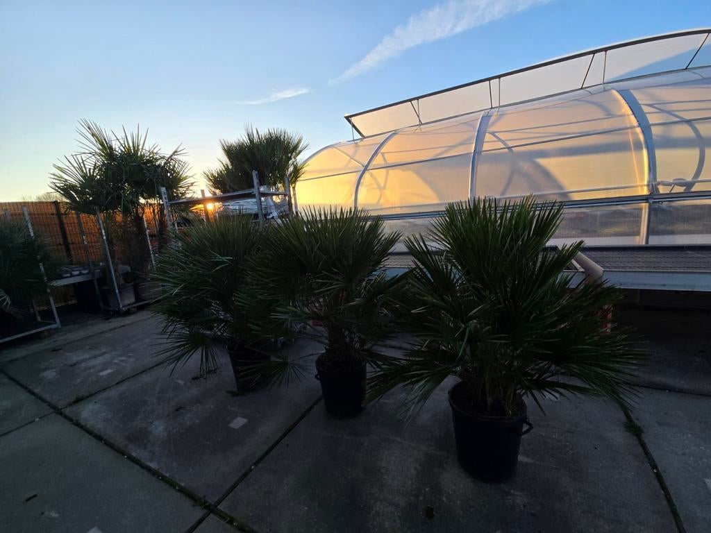 Palmbomen humilis chamerops dwerg palm, Eén persoon, Overige typen