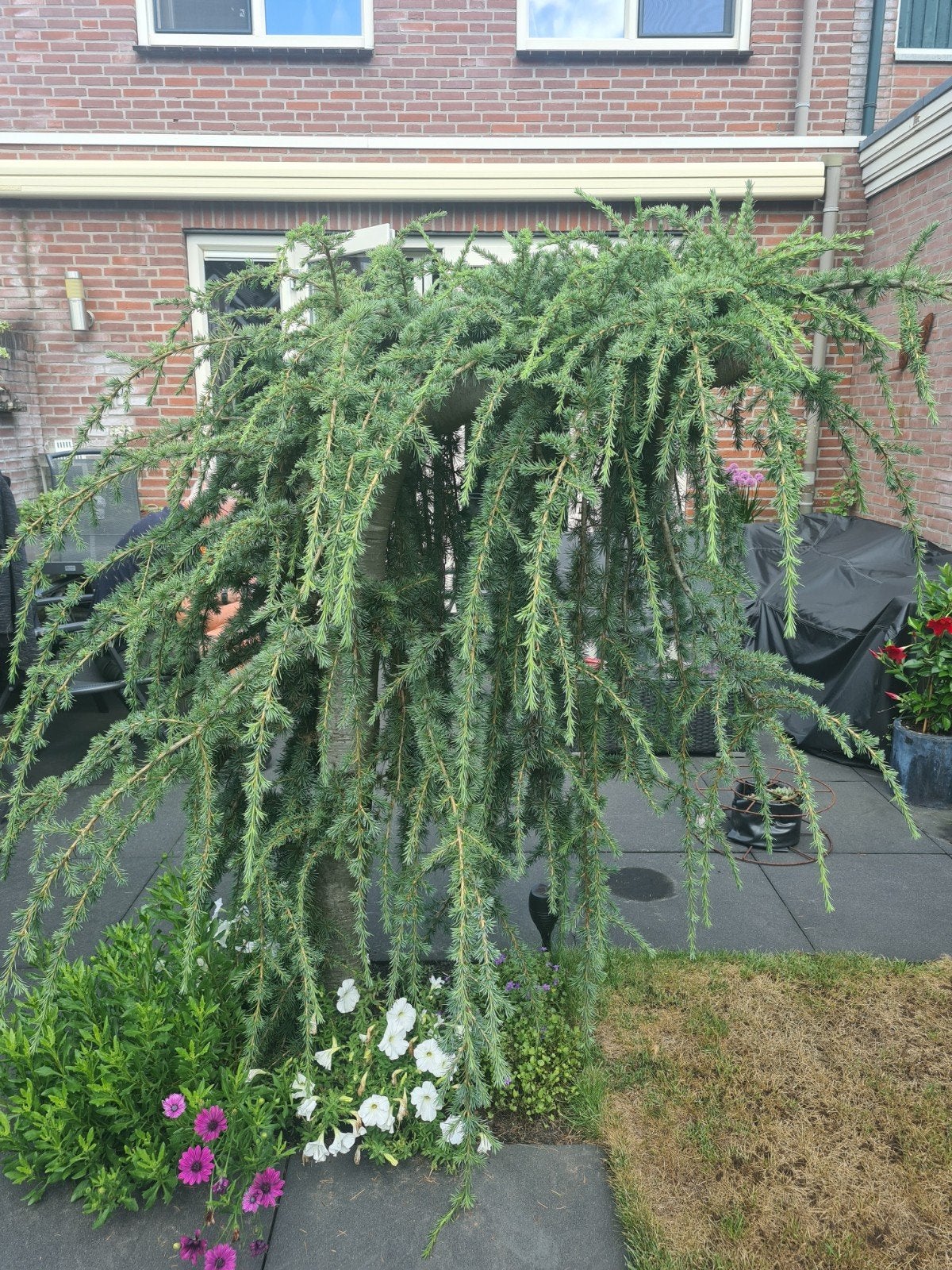 cedrus treur boom  ceder, Ophalen, Volle zon, Overige soorten
