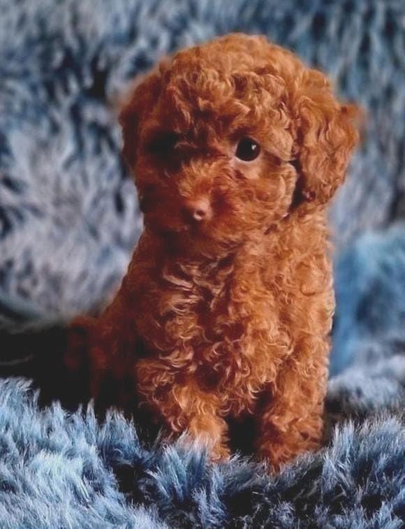 Mini Raszuiver Rood Toypoedel Pupje💙..mag Verhuizen, Poedel, Parvo, Reu, 8 tot 15 weken