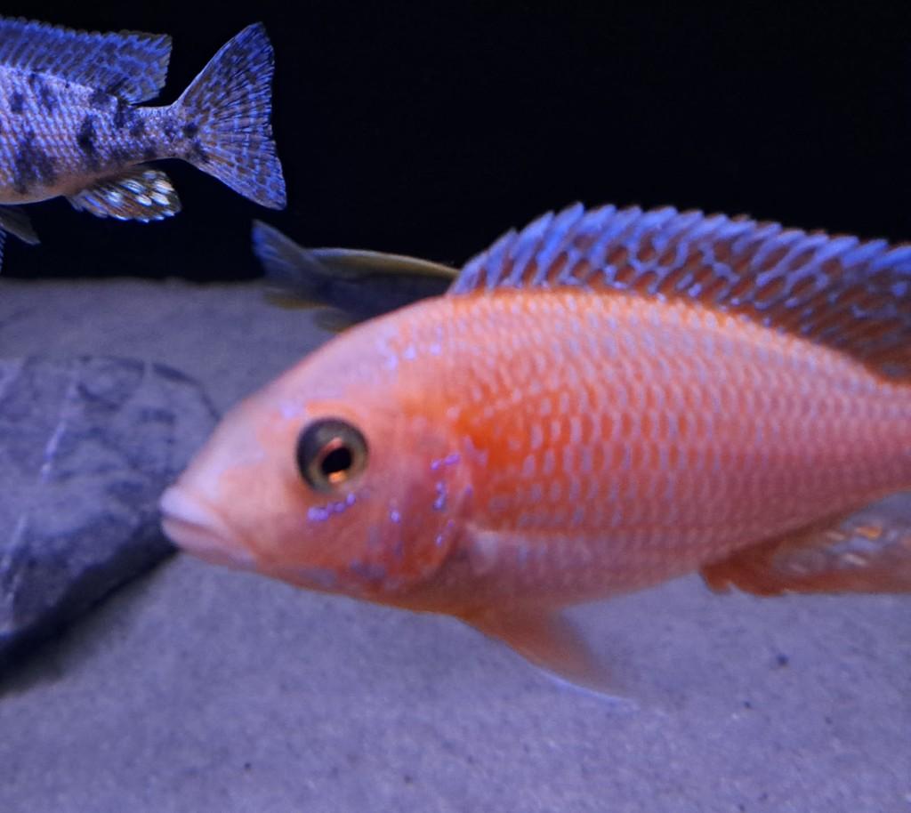 Gratis vissen – zie omschrijving, Dieren en Toebehoren, Vissen | Aquariumvissen, Zoetwatervis, Vis
