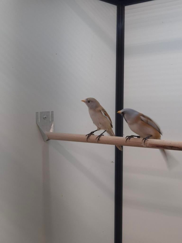 Diverse tropische vogels, Dieren en Toebehoren, Vogels | Overige Vogels, Meerdere dieren, Tropenvogel, Geringd