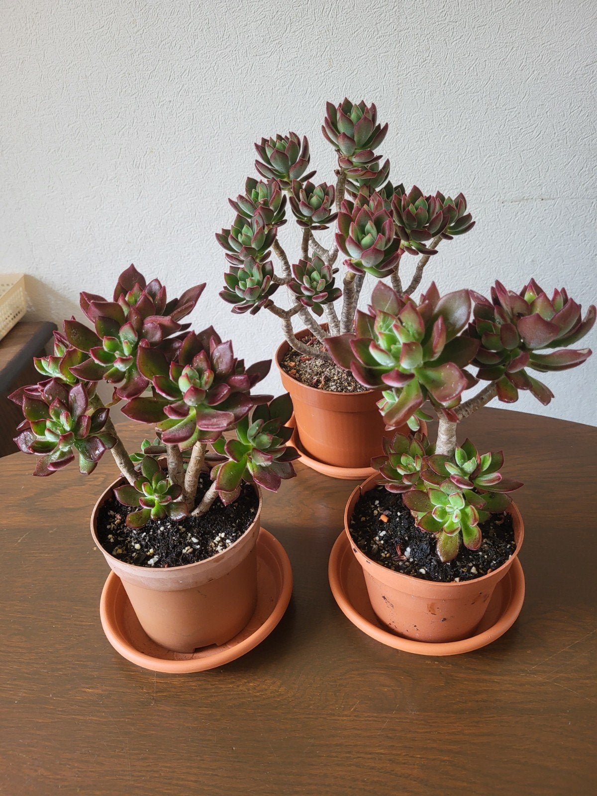 Echeveria pulvinara, Ophalen, Volle zon, Minder dan 100 cm