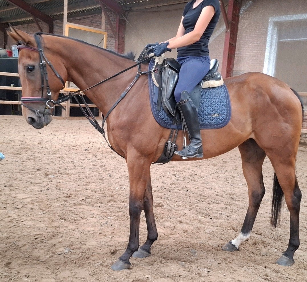 Topbrave 7 jr ruin 1,67 (recreatie-manege-sport), Dieren en Toebehoren, Paarden, Ruin, 7 tot 10 jaar, Met stamboom, B