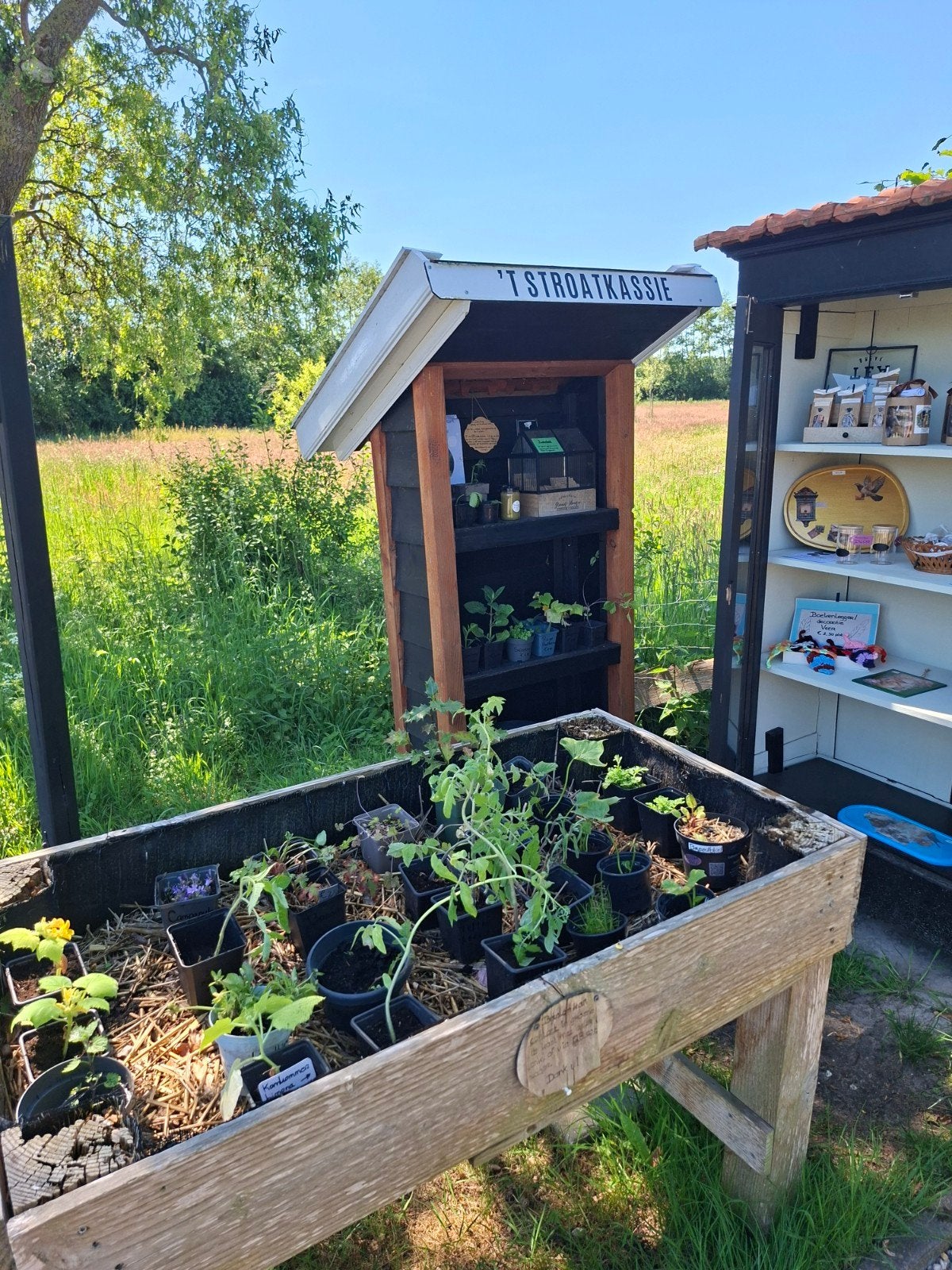 Biologische stekjes: bessen, kruiden, groenten, bloemen, etc, Ophalen of Verzenden, Minder dan 100 cm, Overige soorten, Lente