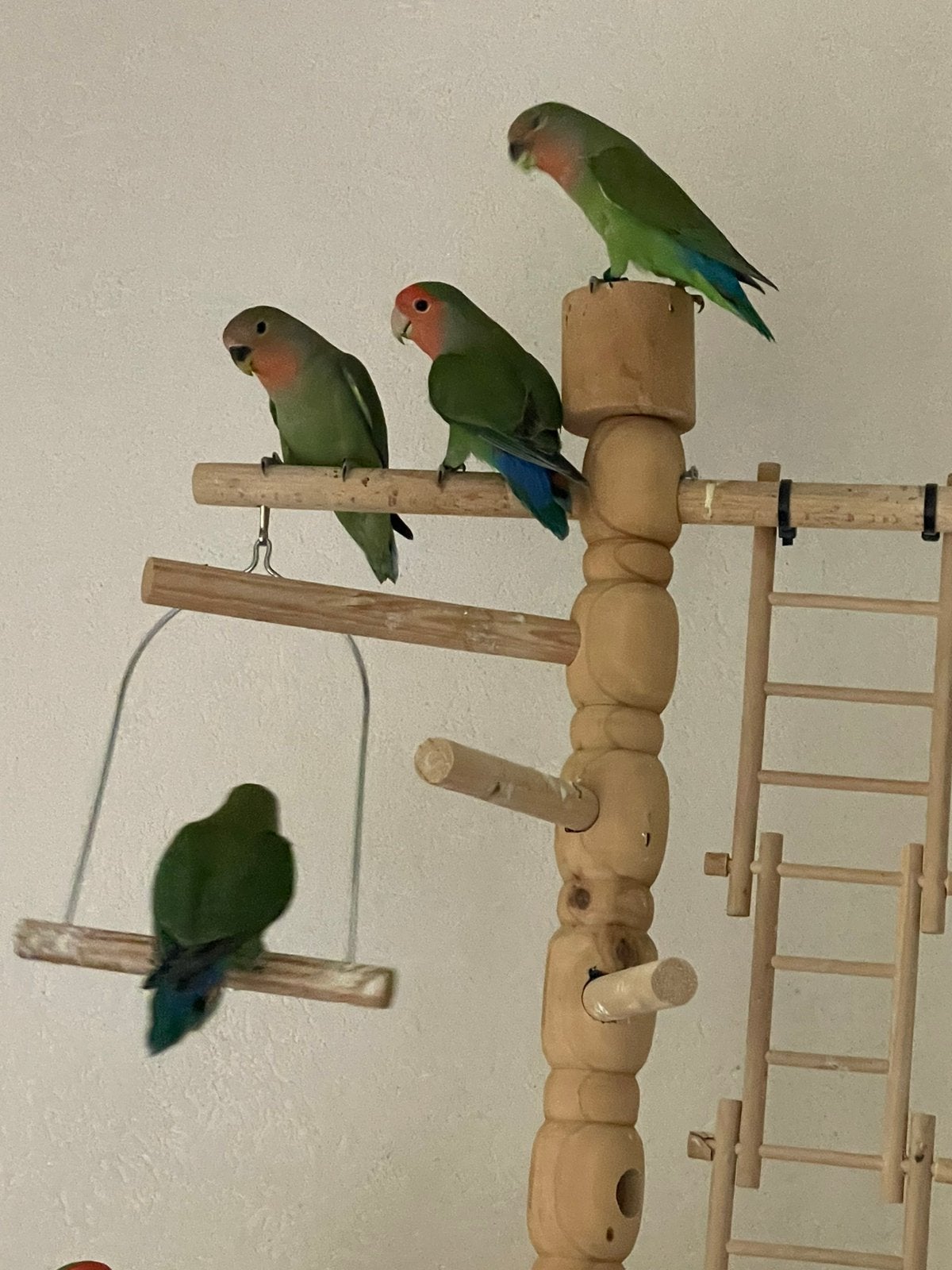 Agapornis Fischerie Roseicolle Personata Diverse Kleuren, Meerdere dieren, Dwergpapegaai of Agapornis, Tam