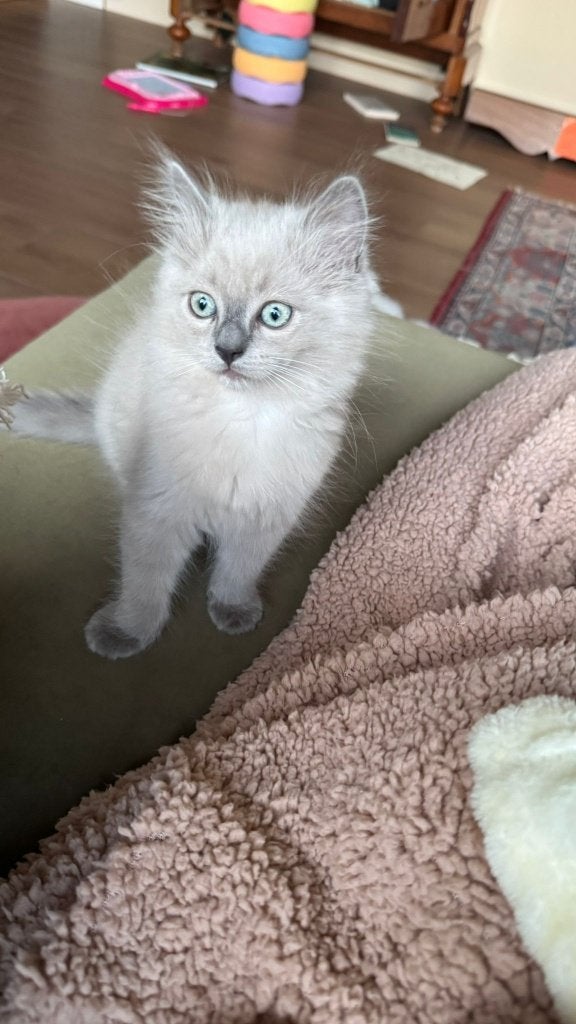 Prachtige ragdoll kittens, Meerdere dieren, Gechipt, 0 tot 2 jaar