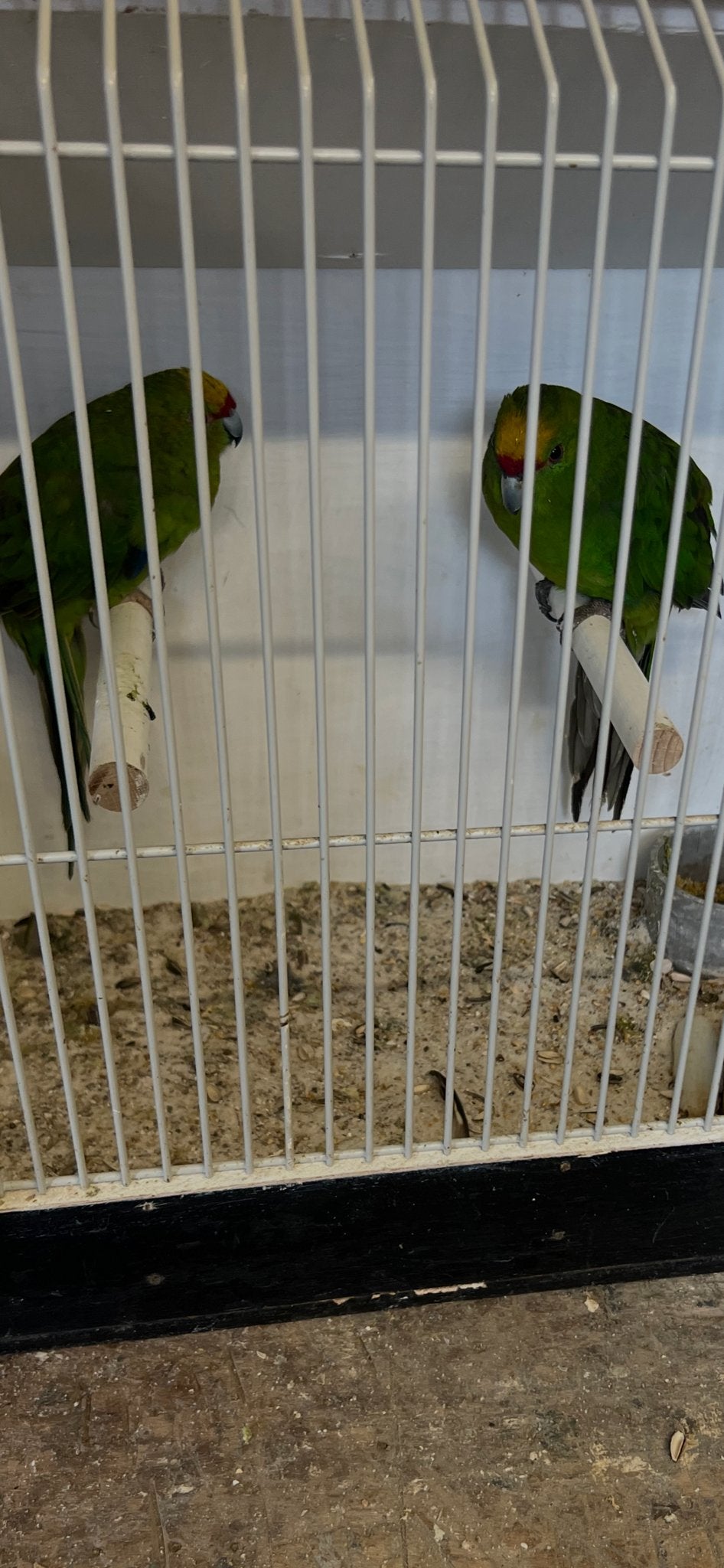 Kakariki’s, Dieren en Toebehoren, Geringd
