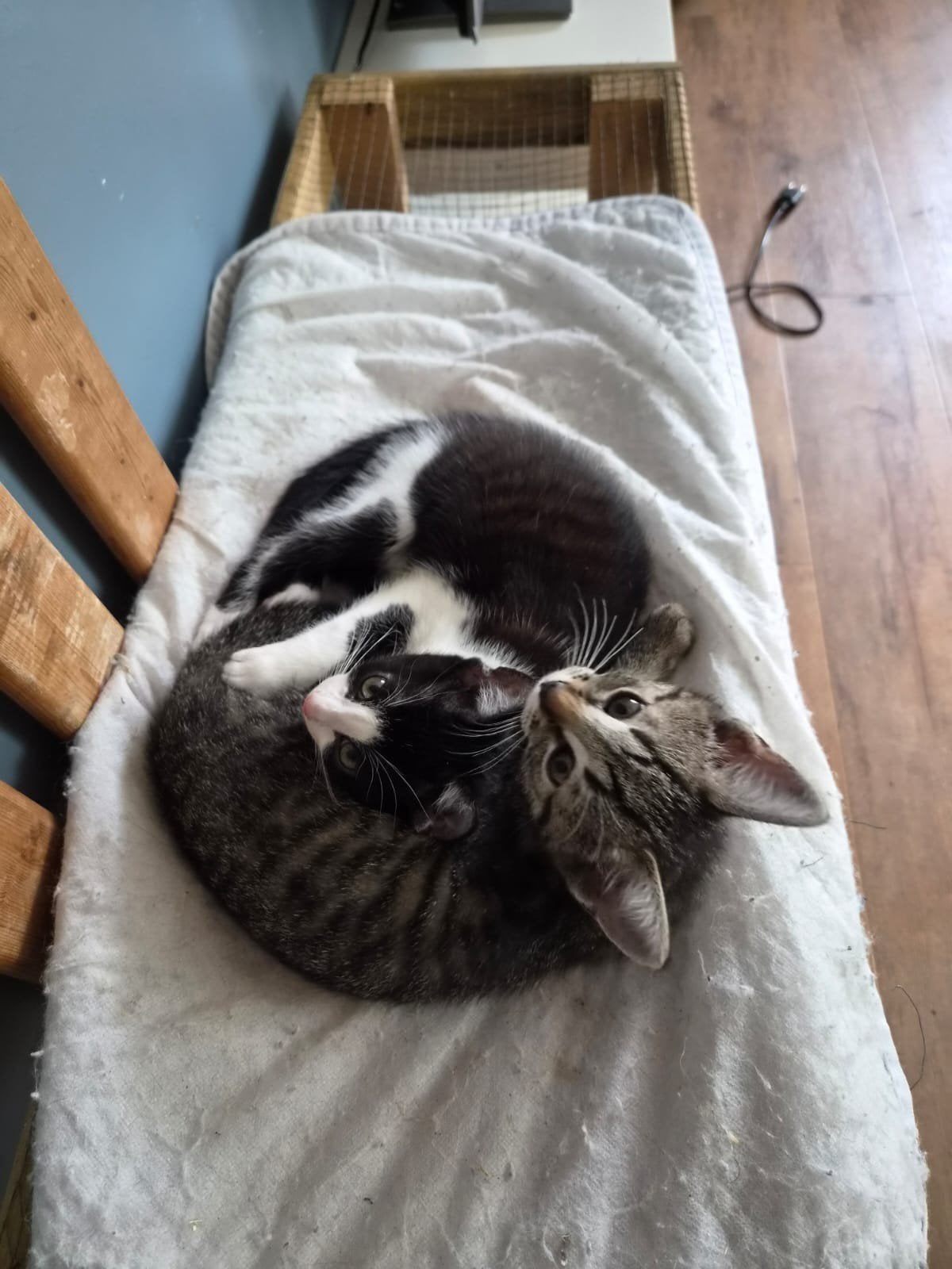 Nog 1 lieve kitten, Meerdere dieren, Kortharig, 0 tot 2 jaar
