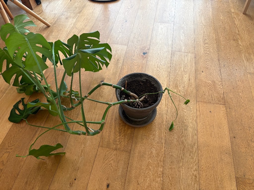 Monstera kamerplant met pot, Ophalen, Overige soorten, Halfschaduw, In pot