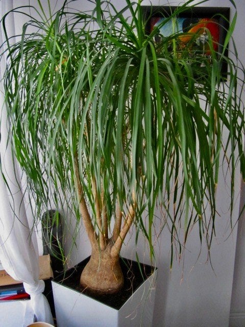 Binnen grote olifantspoot plant, Ophalen, 100 tot 150 cm, Palm, Halfschaduw