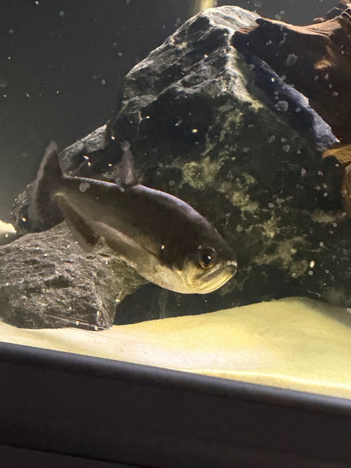 payara (Hydrolycus scomberoides), Vis, Zoetwatervis