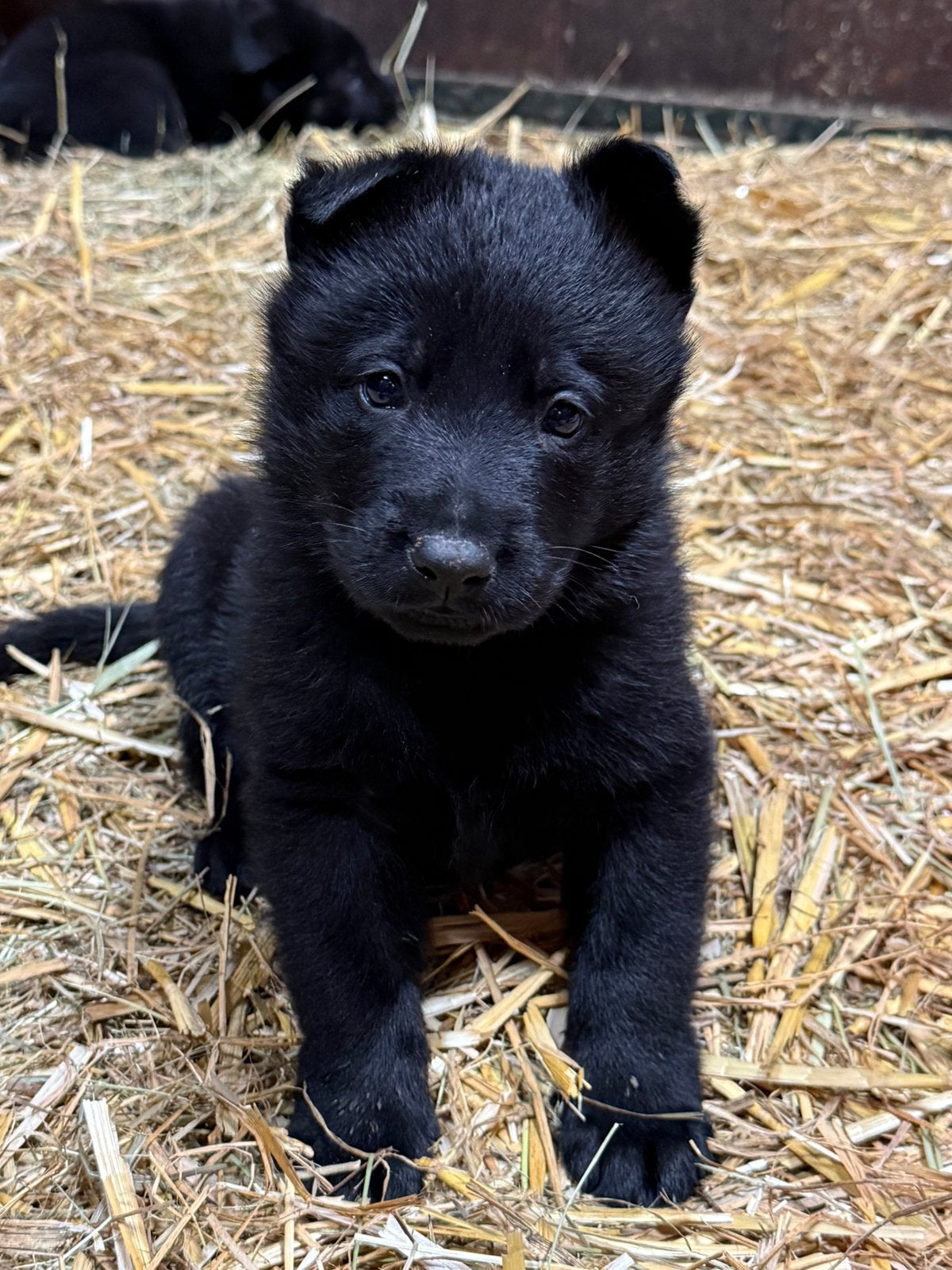 Stamboom duitse herder pups!, 8 tot 15 weken, Meerdere, Meerdere dieren, CDV (hondenziekte)