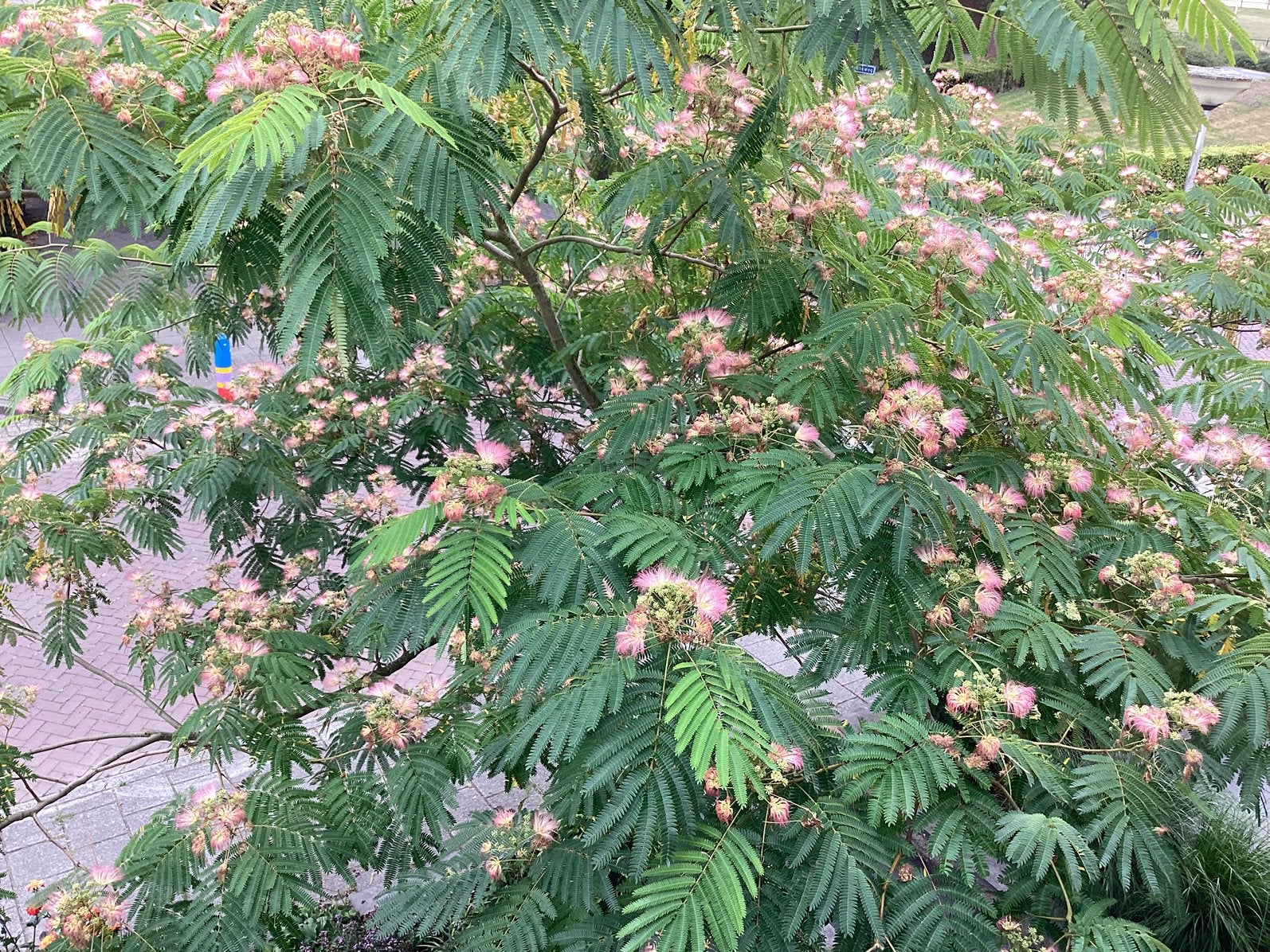 Perzische slaapboom, Ophalen, Overige soorten, Volle zon