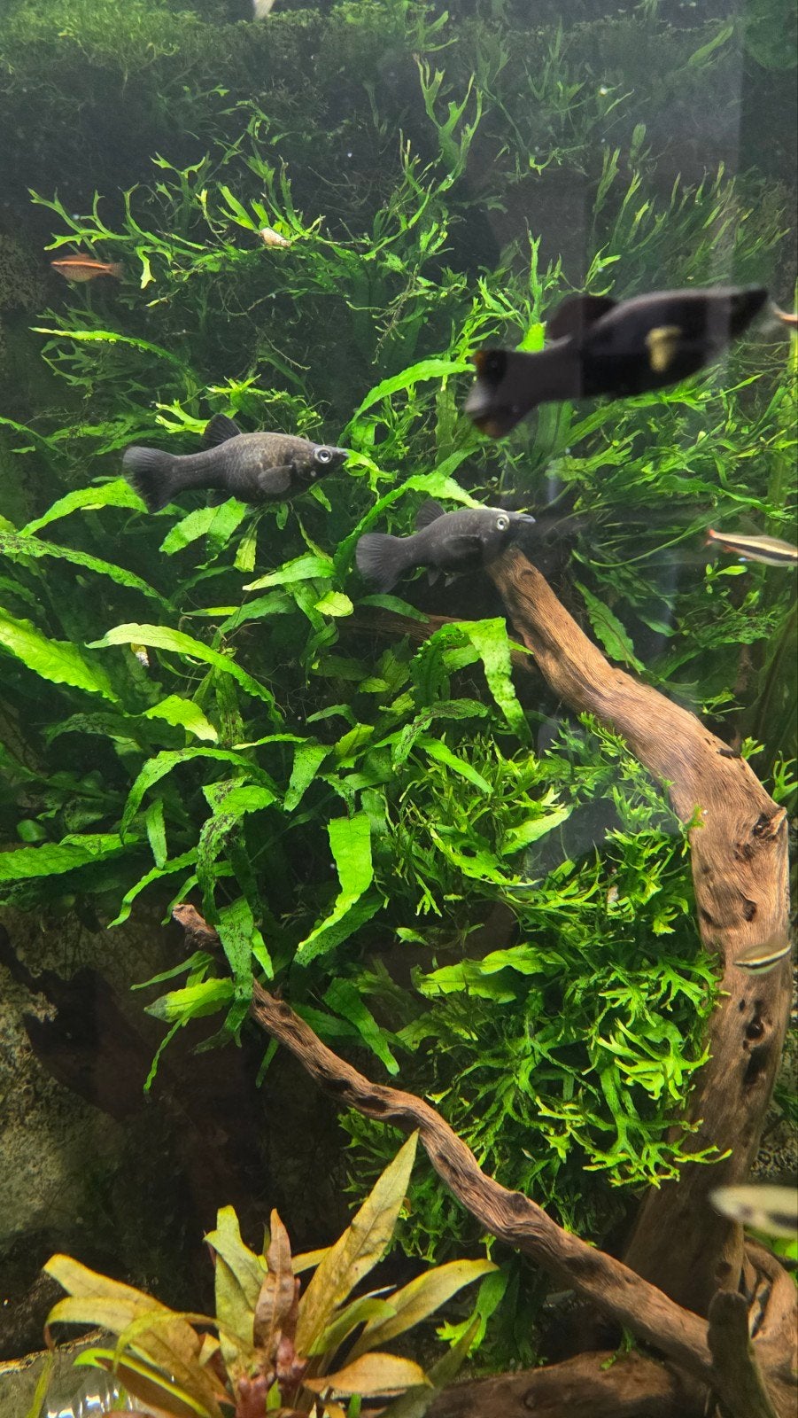 5 Black Mollys, Dieren en Toebehoren, Vis