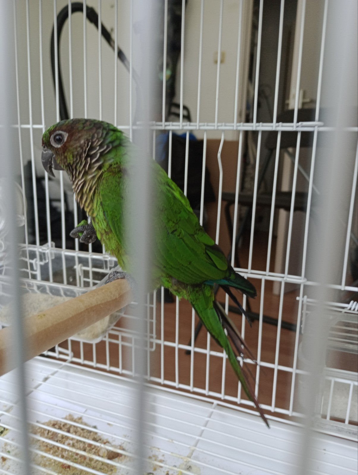 Vermist Pyrrhura Nifa (Nif-Nif), Dieren en Toebehoren