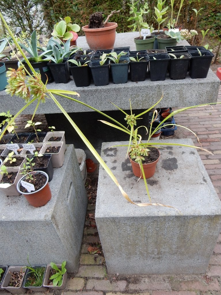 PARYRUSPLANT, Tuin en Terras, Ophalen, Volle zon, Vaste plant, Zomer