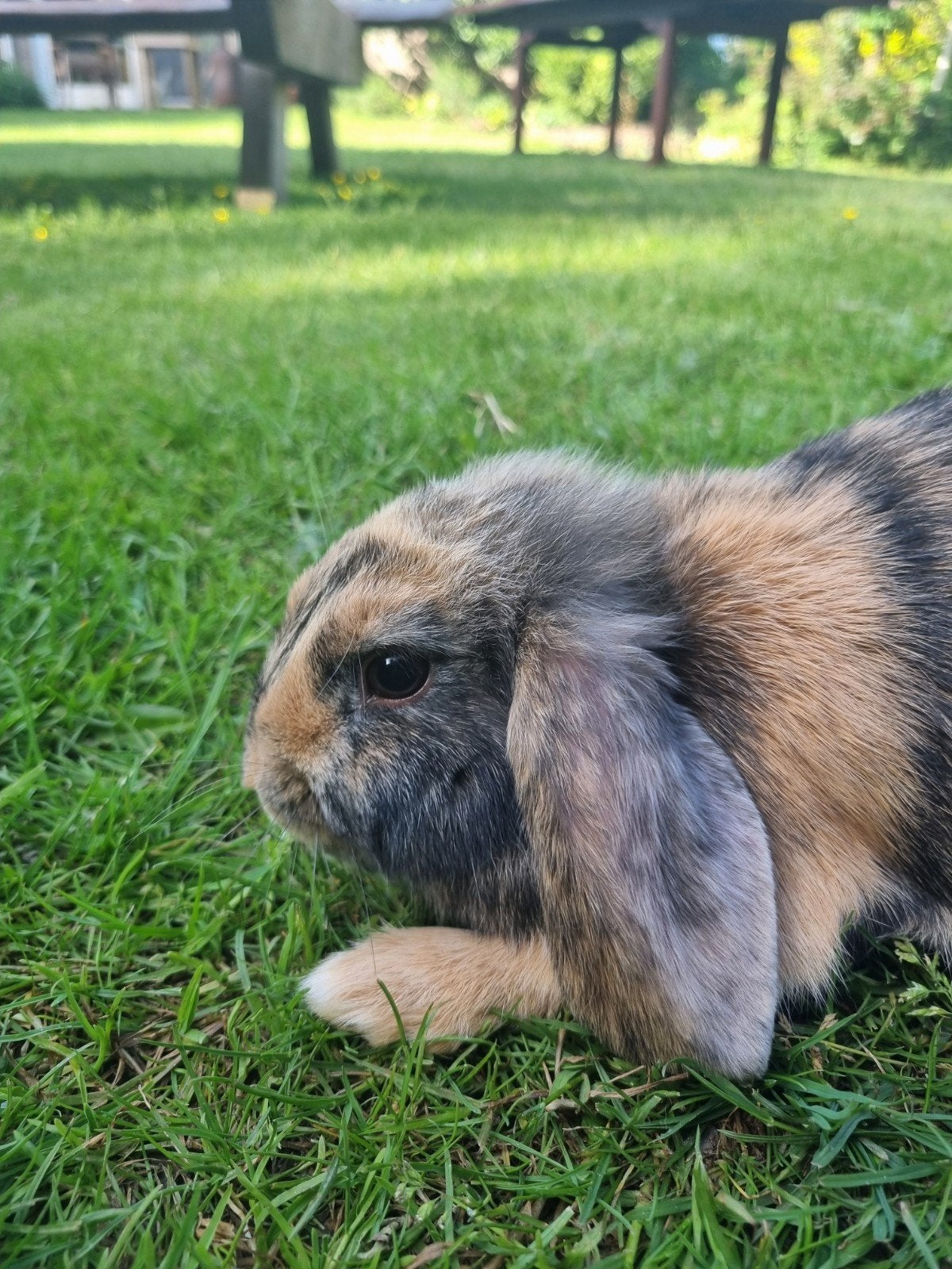 Baby konijntjes, Dieren en Toebehoren, Konijnen