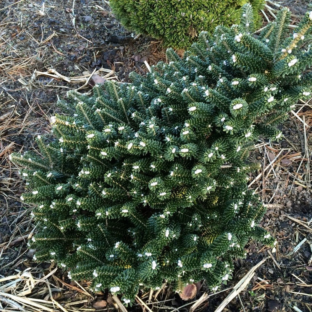 Abies koreana, Koreaanse Zilverspar, Ophalen of Verzenden, Overige soorten, Struik, Minder dan 100 cm
