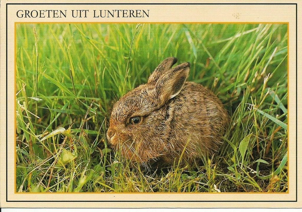 Ansichtkaart 	Lunteren	Konijn, Verzenden, 1980 tot heden, Gelopen, Gelderland