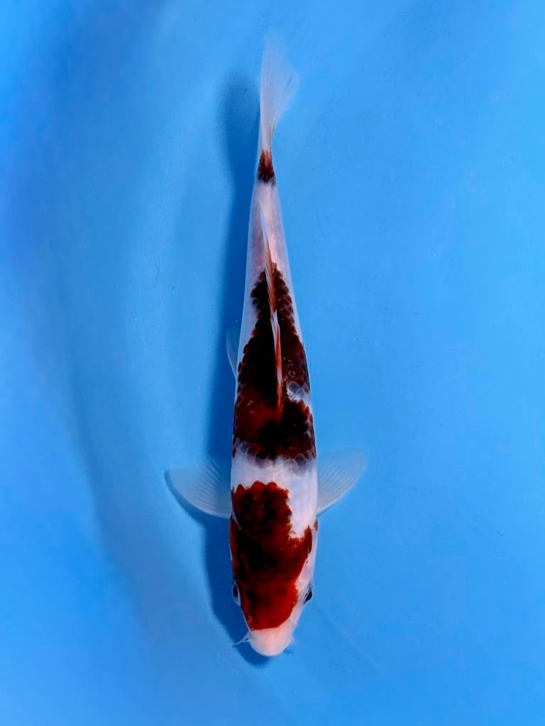 Japanse Koi – Marushi | Budo Goromo | Incl Certificaat, Karper of Koi