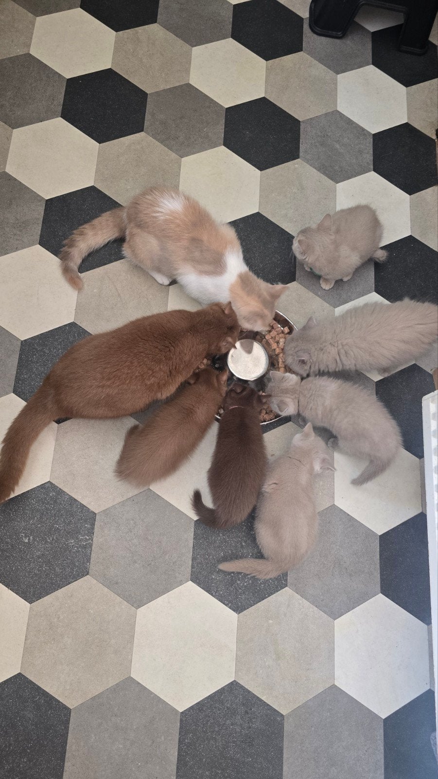 Foto 12 van Wij mogen verhuizen! Prachtige kittens met stamboom