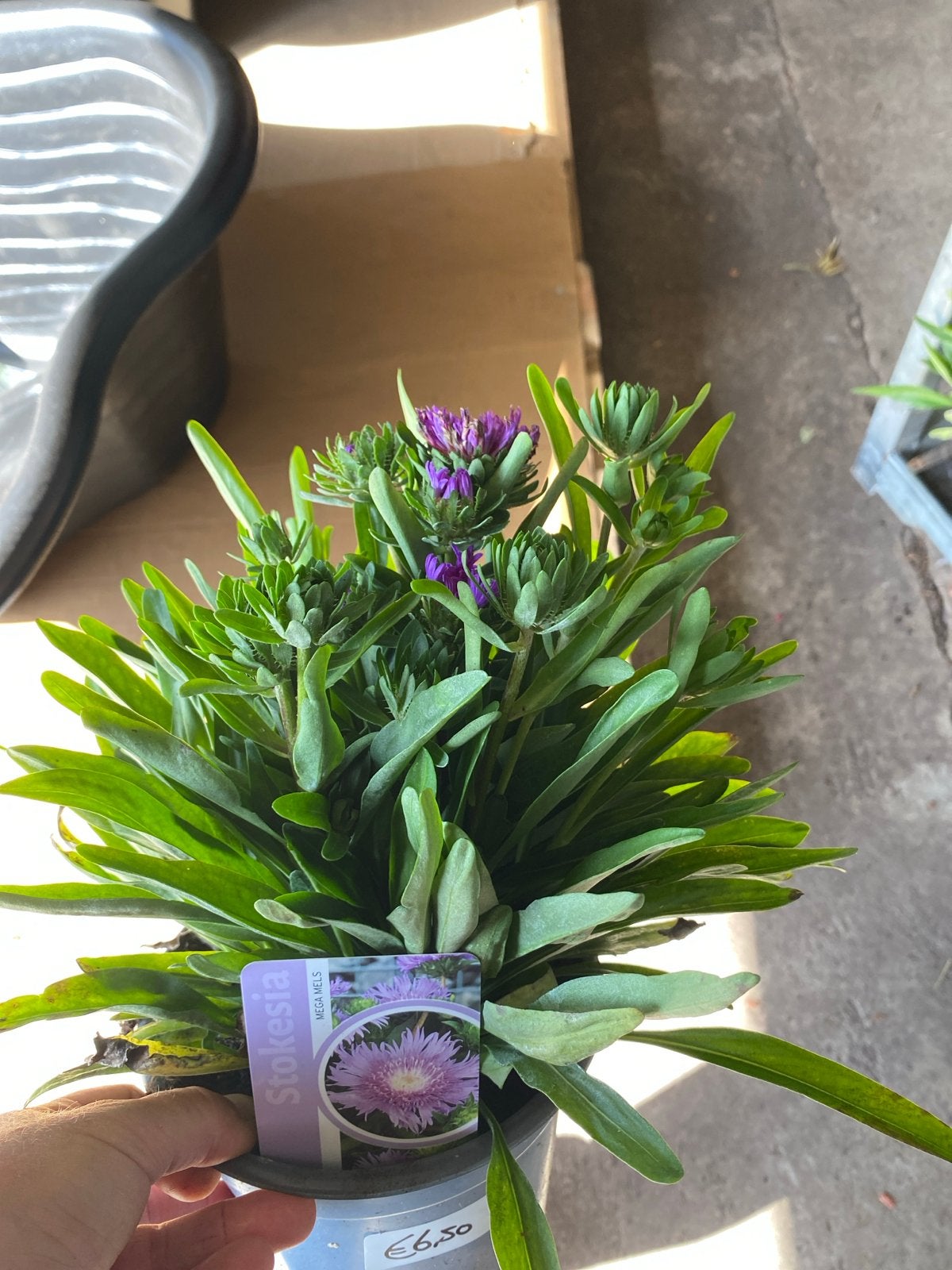 Stokesia 'Mega Mels' - Paarse bloemen, Volle zon, Vaste plant, Zomer, Ophalen