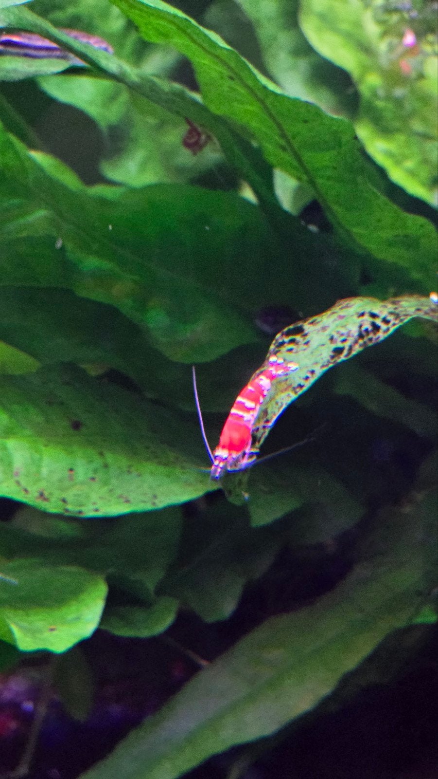 Crystal Red Garnalen - kraanwater - normale bodem, Dieren en Toebehoren, Kreeft, Krab of Garnaal, Zoetwatervis, Schoolvis