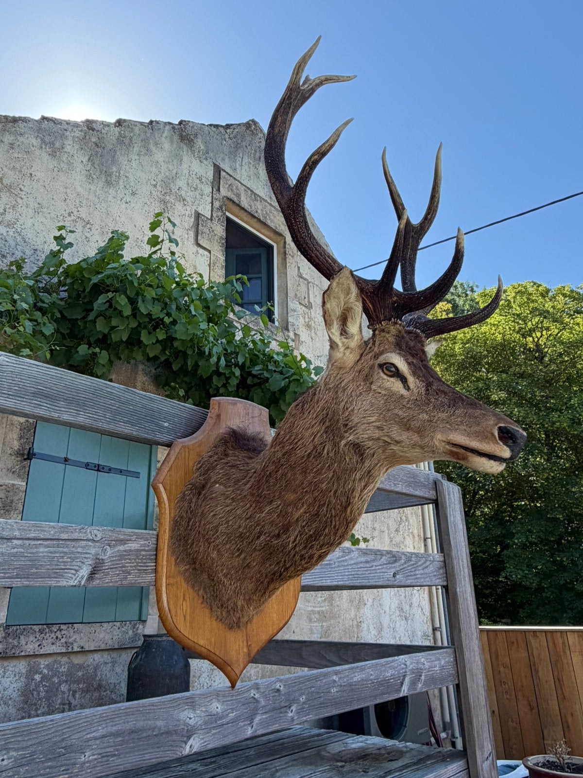 Mooie grote kop van edelhert taxidermie, Ophalen, Gebruikt, Hert, Gewei of Kop