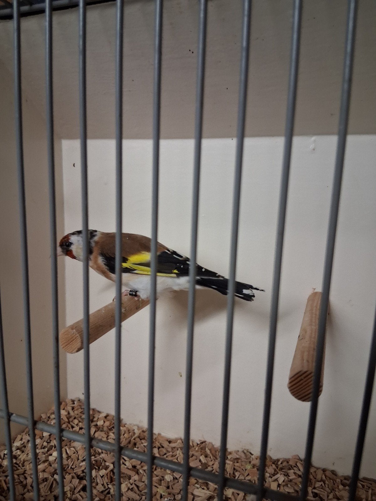 mooie majoor putter man, Dieren en Toebehoren, Mannelijk, Wildzangvogel