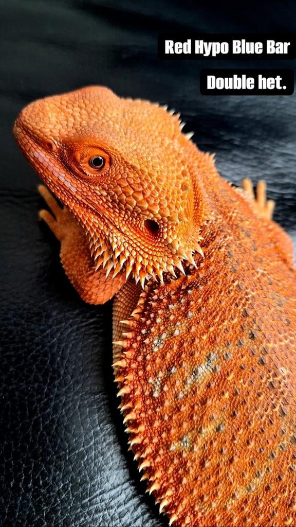 Red/Orange Hypo Blue Bar het. Trans/Witblits baardagaam, Hagedis, Tam, 0 tot 2 jaar