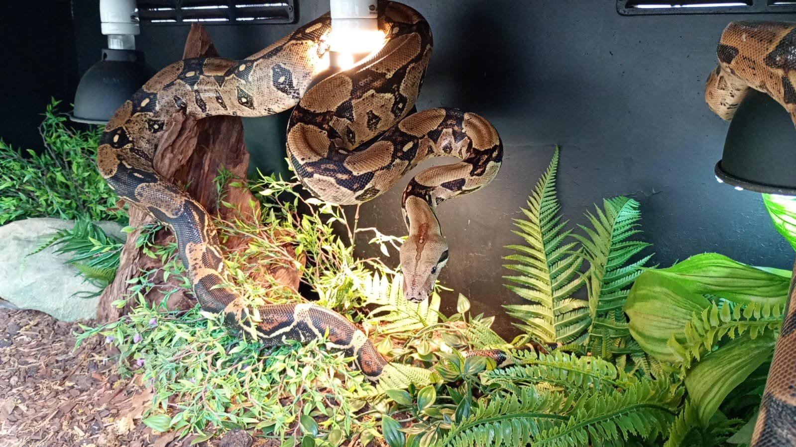 Koppel boa constrictor, Ophalen, Zo goed als nieuw
