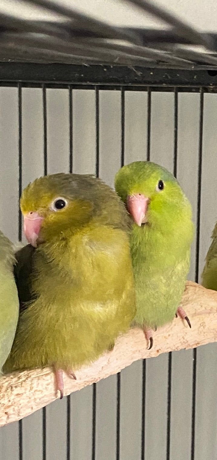 2 jonge forpussen vrouwtjes/pop, Dieren en Toebehoren, Vrouwelijk, Parkiet