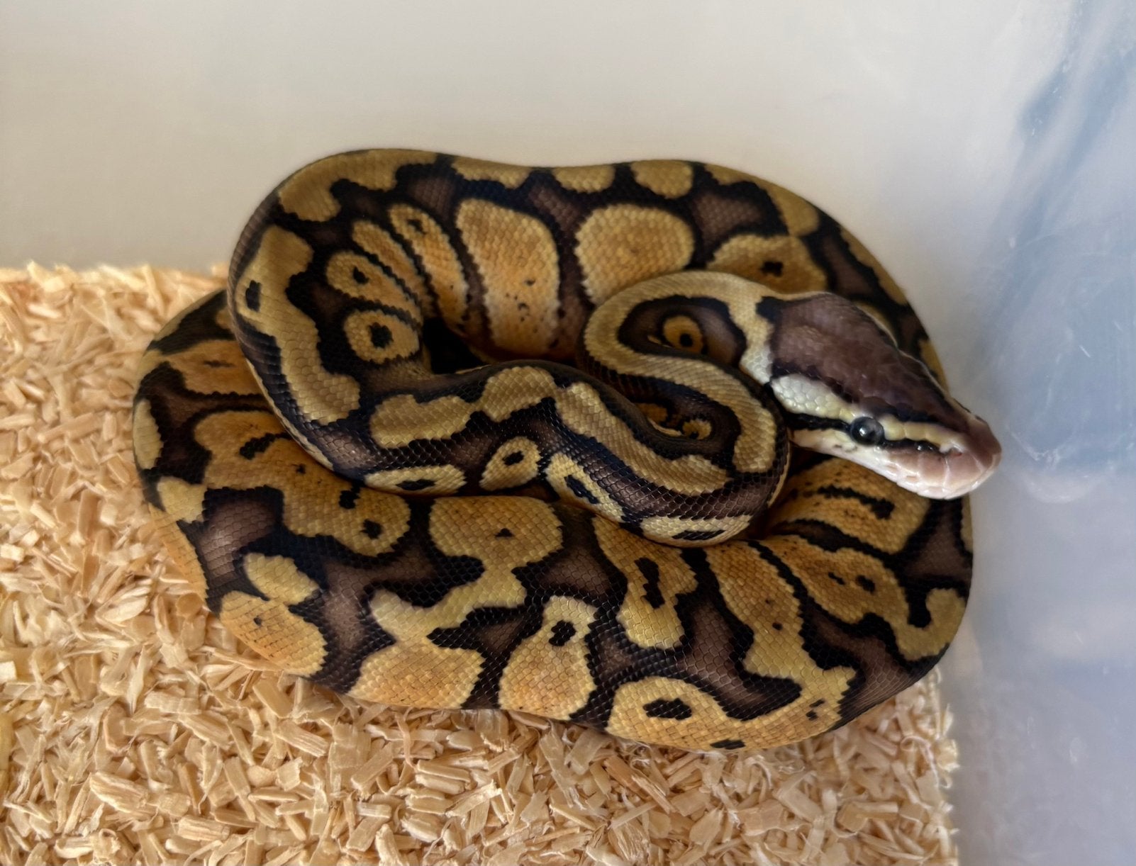 Pastel Red Stripe dh DG Clown vrouw koningspython ballpython Ball Python - female for sale from willems