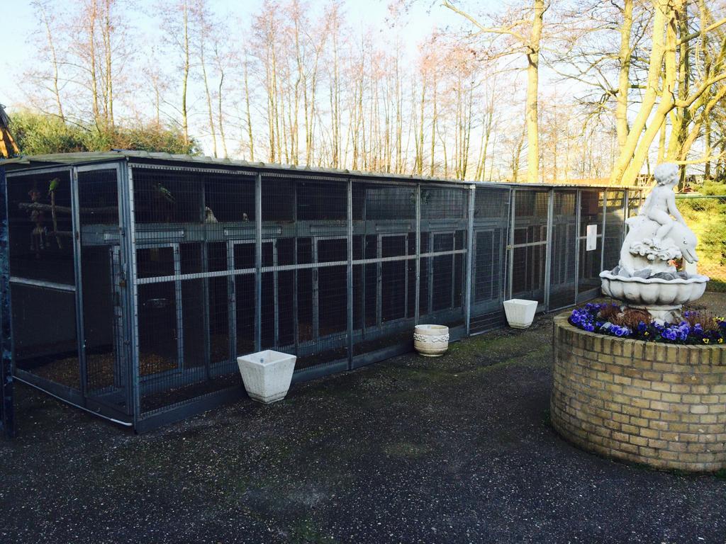 gezocht kaketoes voor op vogelpark, Meerdere dieren, Papegaai