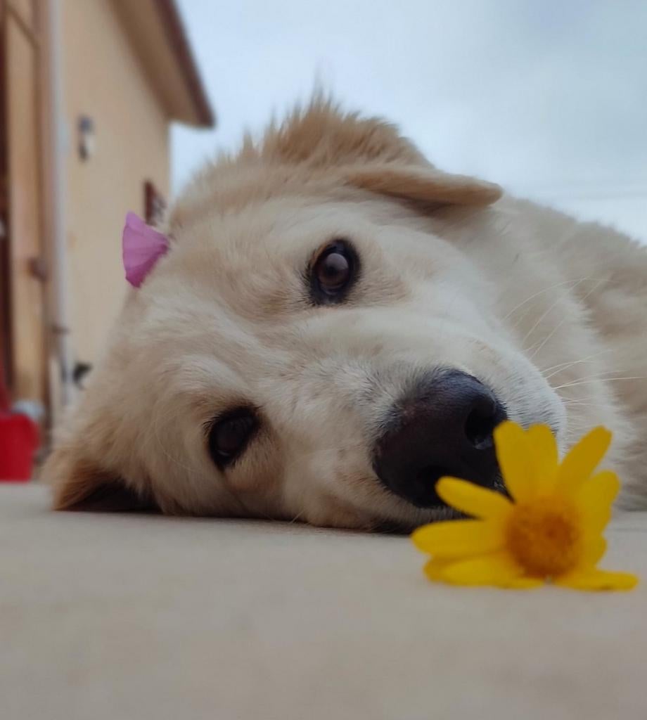 Gastgezin gezocht voor grotere volwassen honden❤️, Particulier, 1 tot 2 jaar, Buitenland, Meerdere