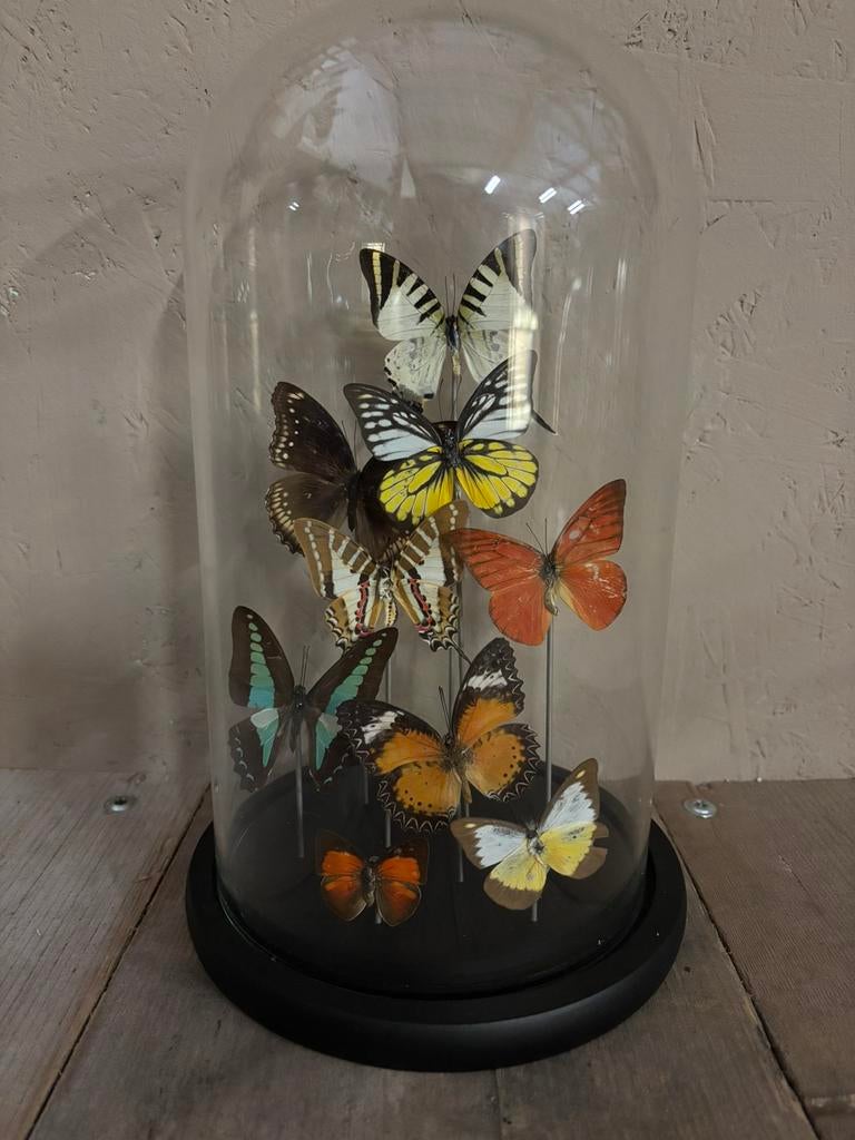 Mooie stolp met opgezette vlinders, Verzamelen, Dierenverzamelingen, Nieuw, Opgezet dier, Insect, Ophalen of Verzenden