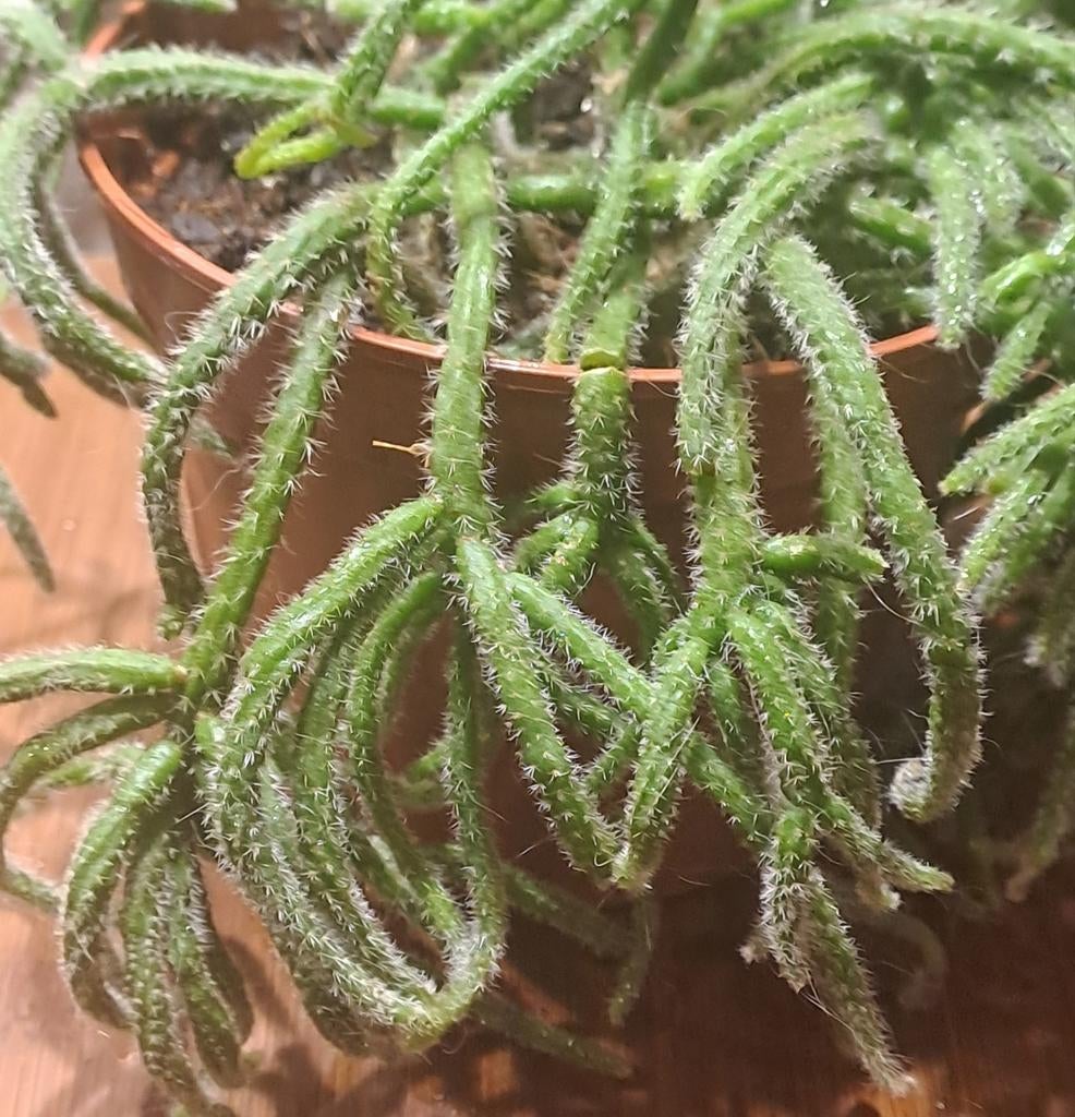 Rhipsalis, Ophalen of Verzenden, Halfschaduw, Minder dan 100 cm